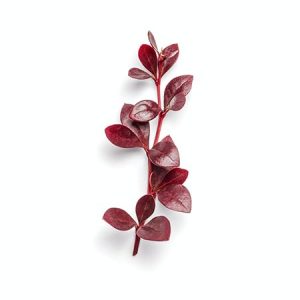 Single stem of burgundy plant